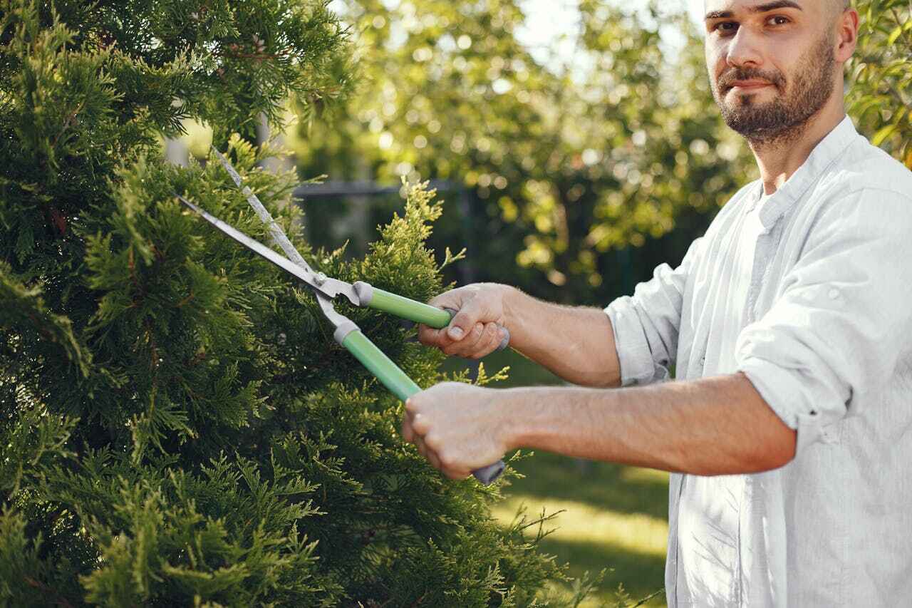 Best Tree Root Removal  in Glasgow Village, MO